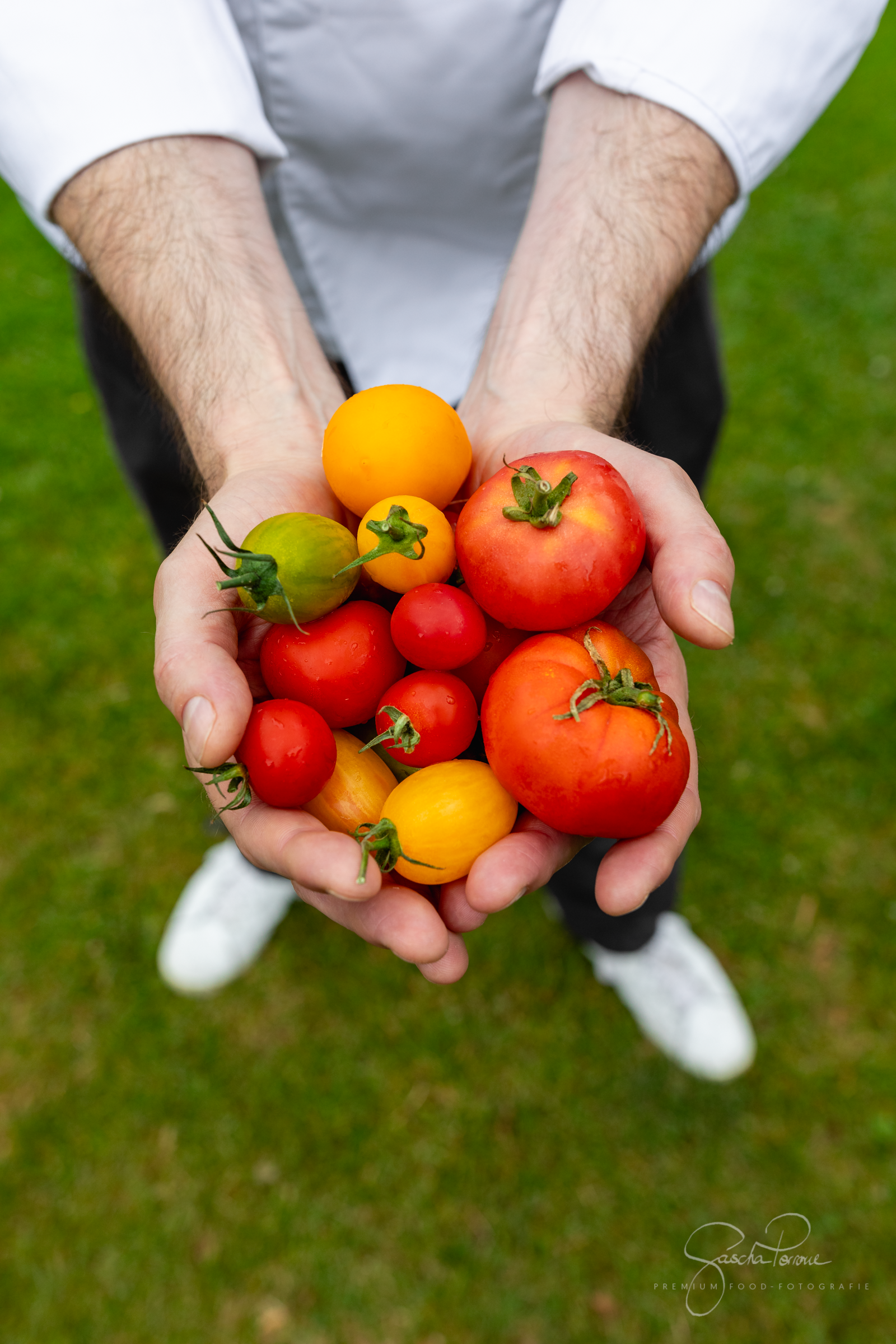 Männerhände halten frische Tomaten
